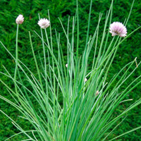 Schnittlauch - Allium schoenoprasum - Kräuter