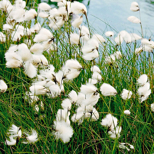 Schmalblättriges Wollgras - Eriophorum angustifolium - Teich