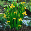 Sumpfschwertlilie - Iris pseudacorus - Teich