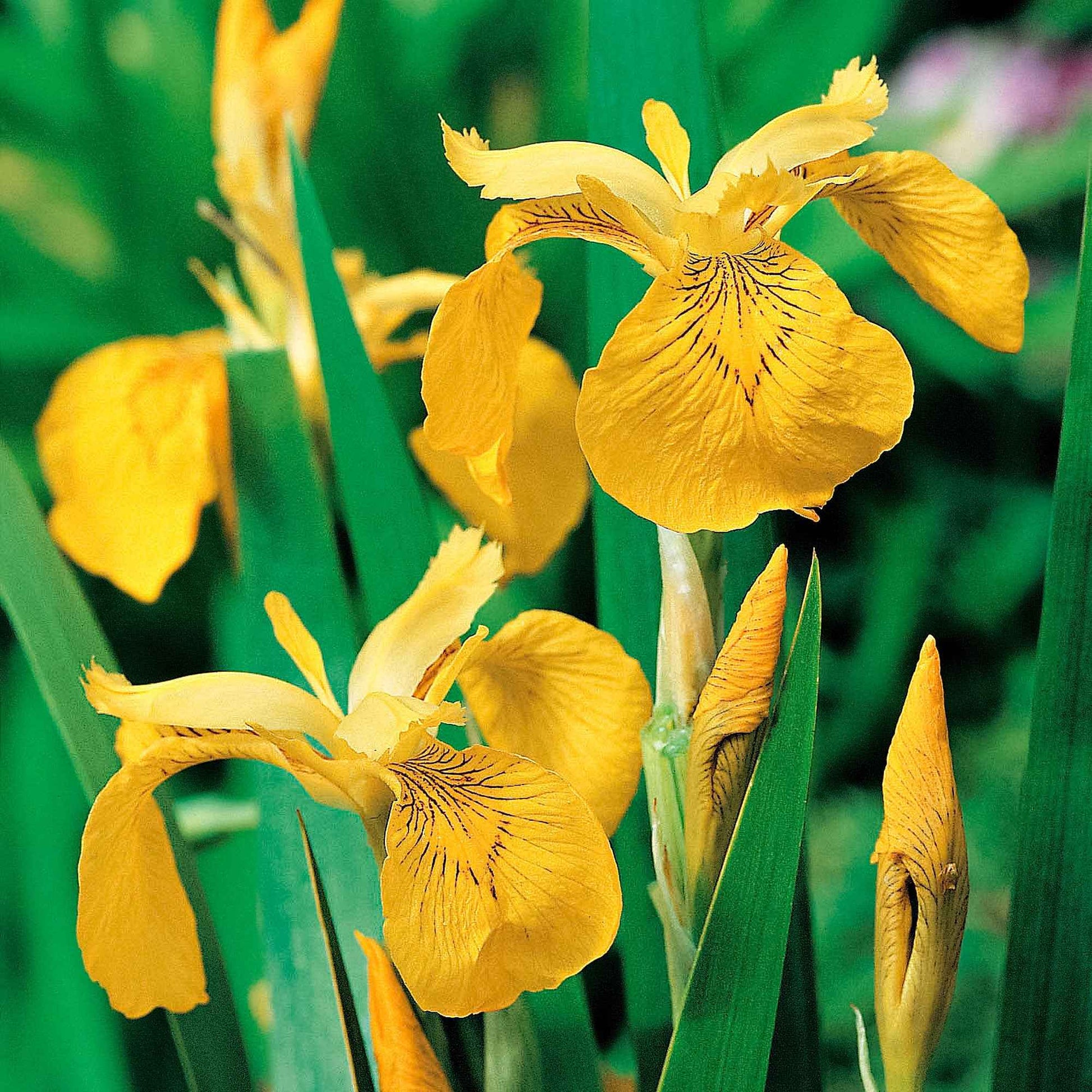 Sumpfschwertlilie - Iris pseudacorus - Teichpflanzen