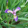 Amerikanische Schwertlilie - Iris versicolor - Teich