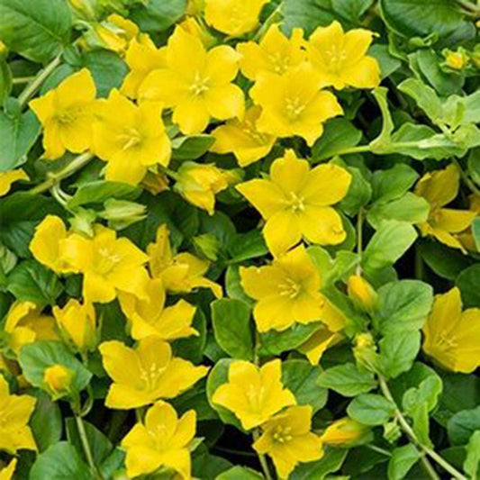 Pfennigkraut - Bakker