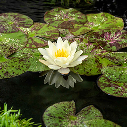 Seerose 'Marliacea Chromatella' - Nymphaea marliacea chromatella - Teich