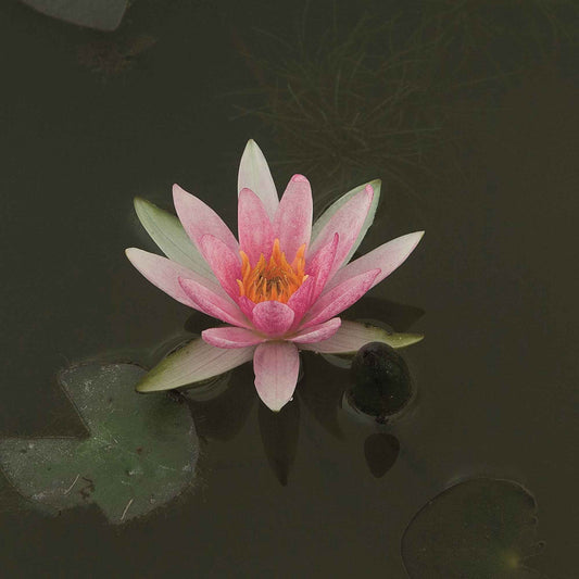 Seerose 'Pygmaea Rubra' - Bakker