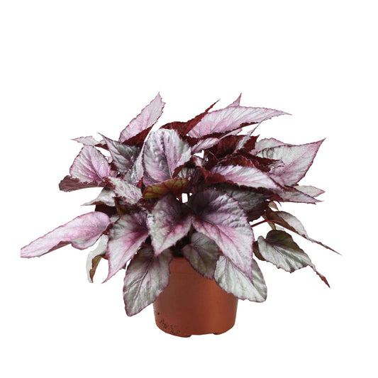Blattbegonie 'Maori Haze' - Begonia beleaf maori haze - Zimmerpflanzen