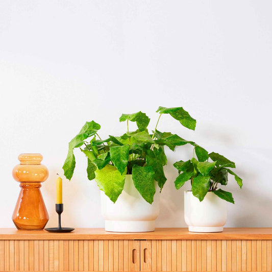 Korbmarante 'Network' - Bakker