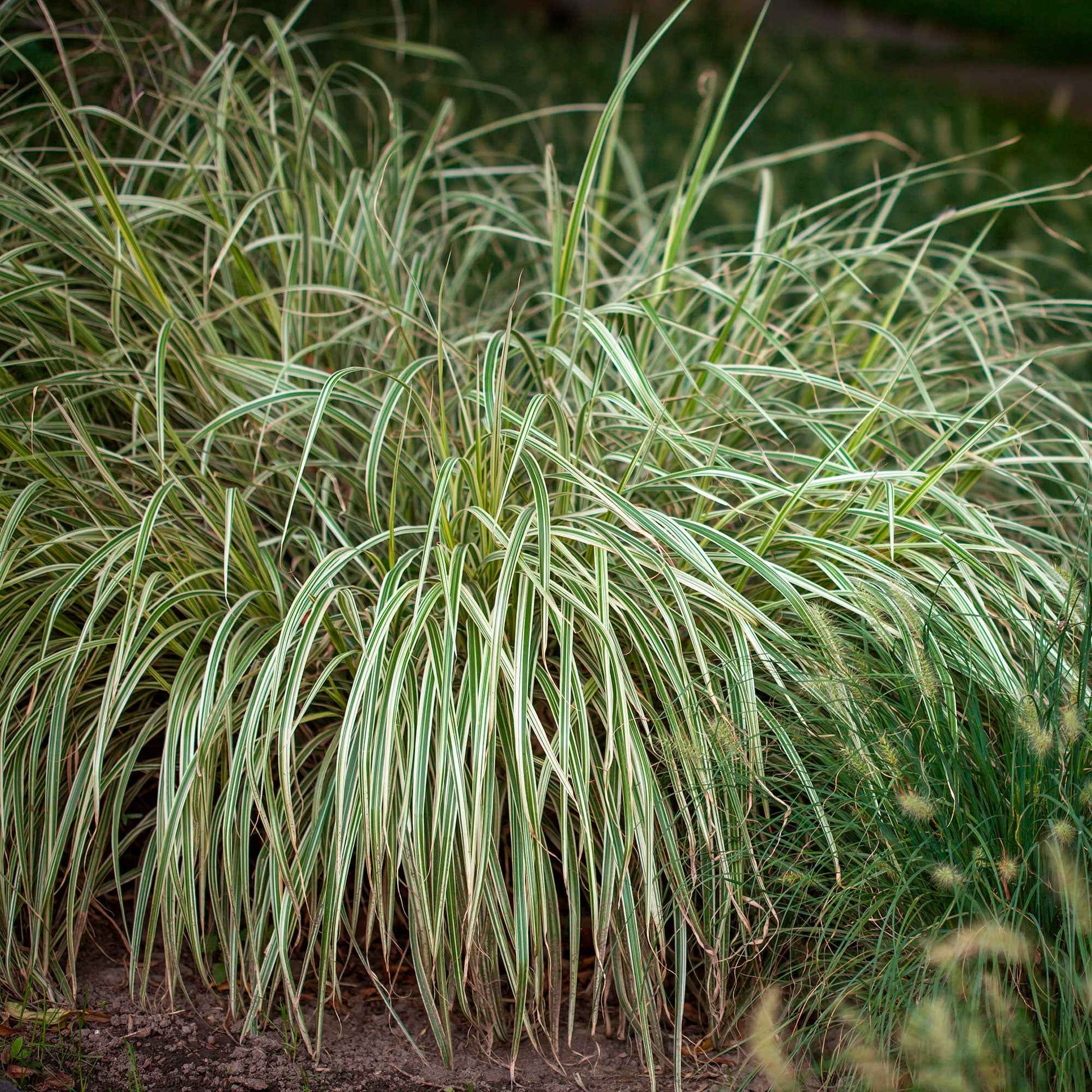 Segge 'Variegata' - Carex morrowii variegata - Gartenpflanzen