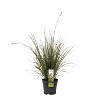 Segge 'Variegata' - Carex morrowii variegata - Segge - Carex