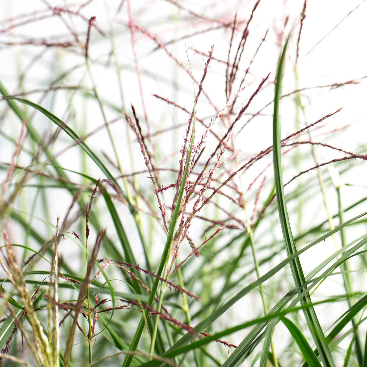 Miscanthus sinensis Ferner Osten - Chinaschilf 'Ferner Osten' - Miscanthus