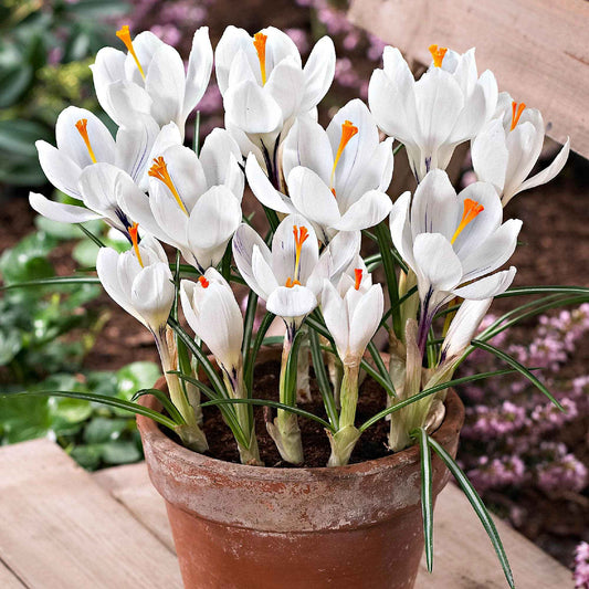 Krokus 'Jeanne d'Arc' (x15) - Crocus vernus jeanne d'arc - Blumenzwiebeln