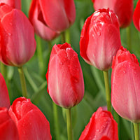 Tulpen 'Van Eijk' (x10) - Tulipa van eijk - Blumenzwiebeln