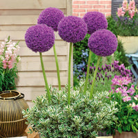 Zierlauch 'Globemaster' (x3) - Allium globemaster - Allium