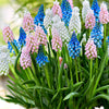 Traubenhyazinthen Mischung (x25) - Muscari - Blumenzwiebeln