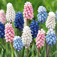 Traubenhyazinthen Mischung (x25) - Muscari - Bakker