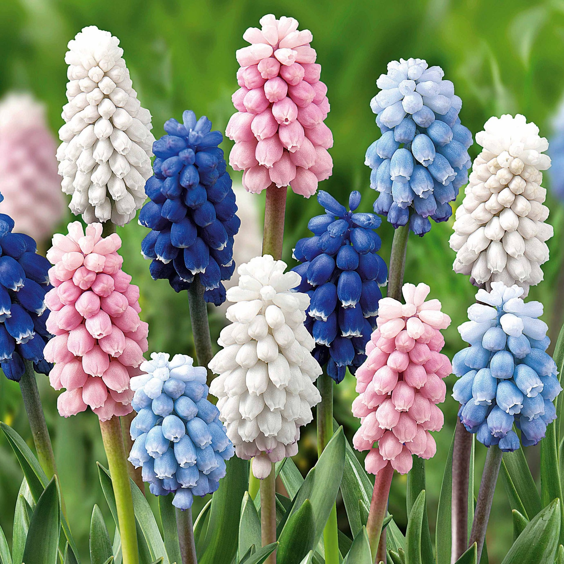 Traubenhyazinthen Mischung (x25) - Muscari - Bakker