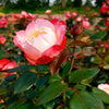 Edelrose 'Nostalgie' - Rosa nostalgie ® - Gartenpflanzen