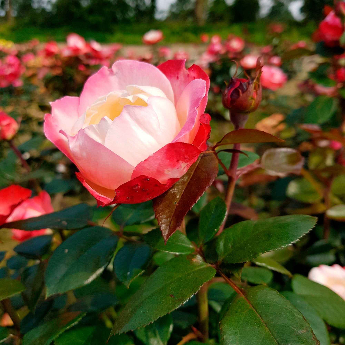 Edelrose 'Nostalgie' - Bakker