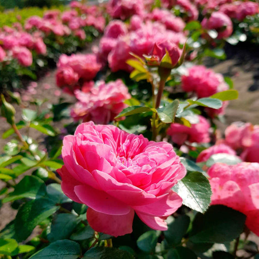 Rose 'Leonardo da Vinci' - Rosa Leonardo Da Vinci® Meideauri - Gartenpflanzen