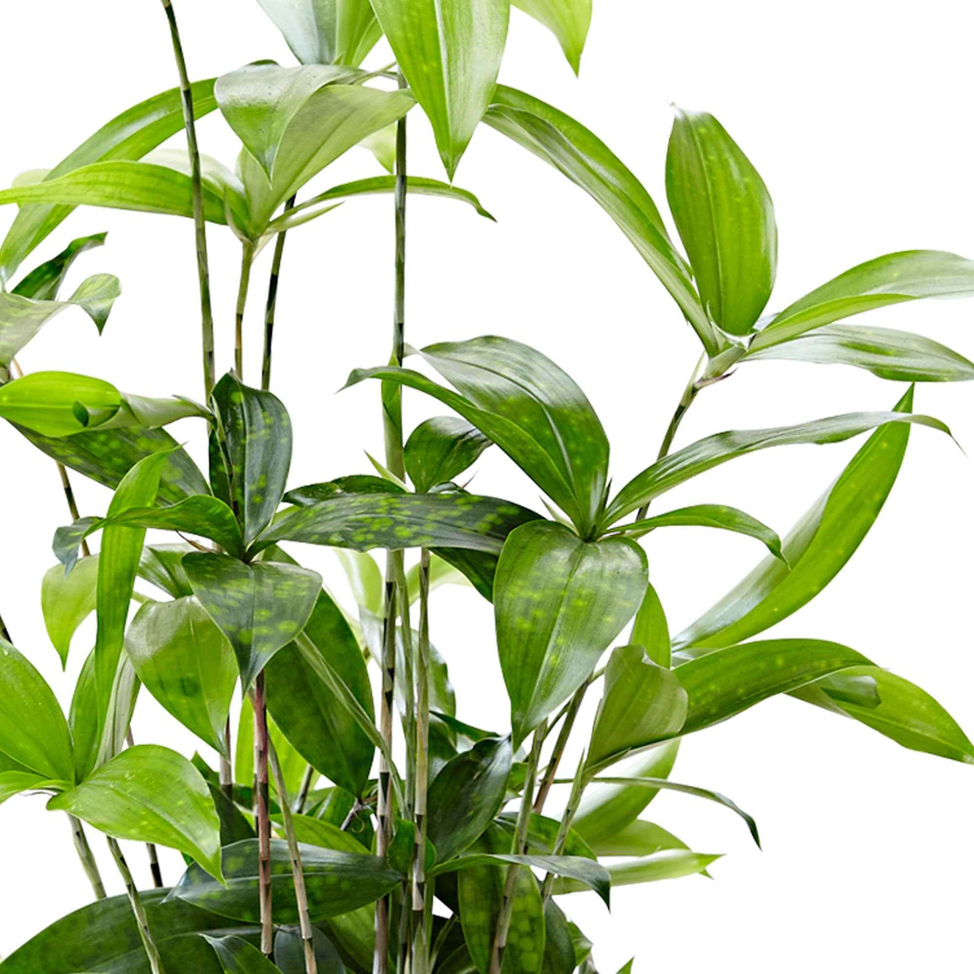 Goldstaubdracaene - Dracaena surculosa