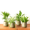 Luftreinigende Pflanzen Mischung (x4) - Areca dypsis, chlorophytum 'atlantic', asplenium, spathiphylum