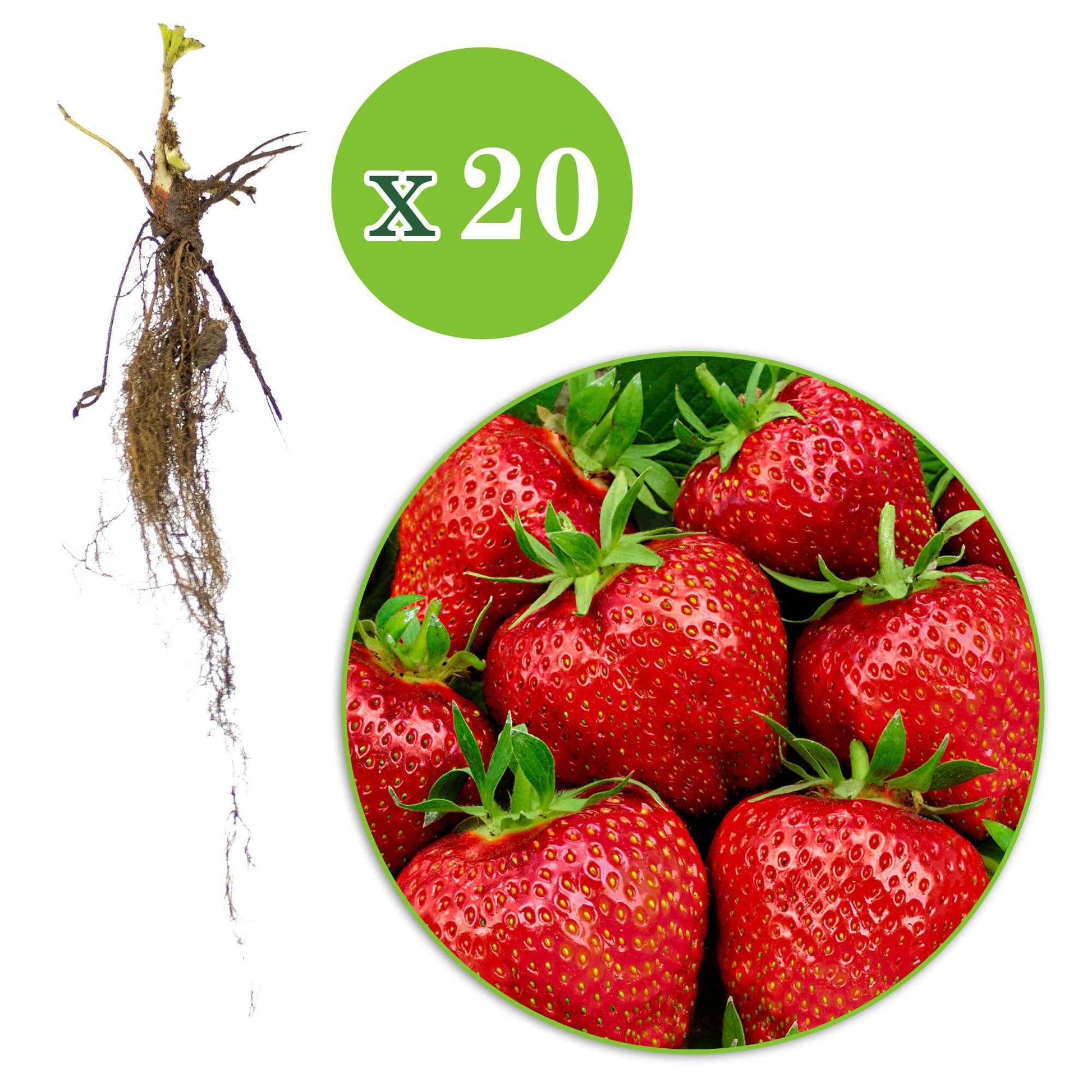 Erdbeere 'Gigantella Maxim' (x20) - Fragaria maxim - Kleine Obstbäume