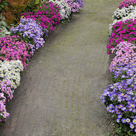 Kissen-Aster Mischung (x4) - Bakker