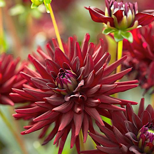 Dahlie 'Tamburo' (x3) - Bakker