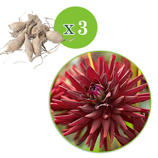 Dahlia tamburo - Dahlie 'Tamburo' (x3) - Dahlien-Zwiebeln