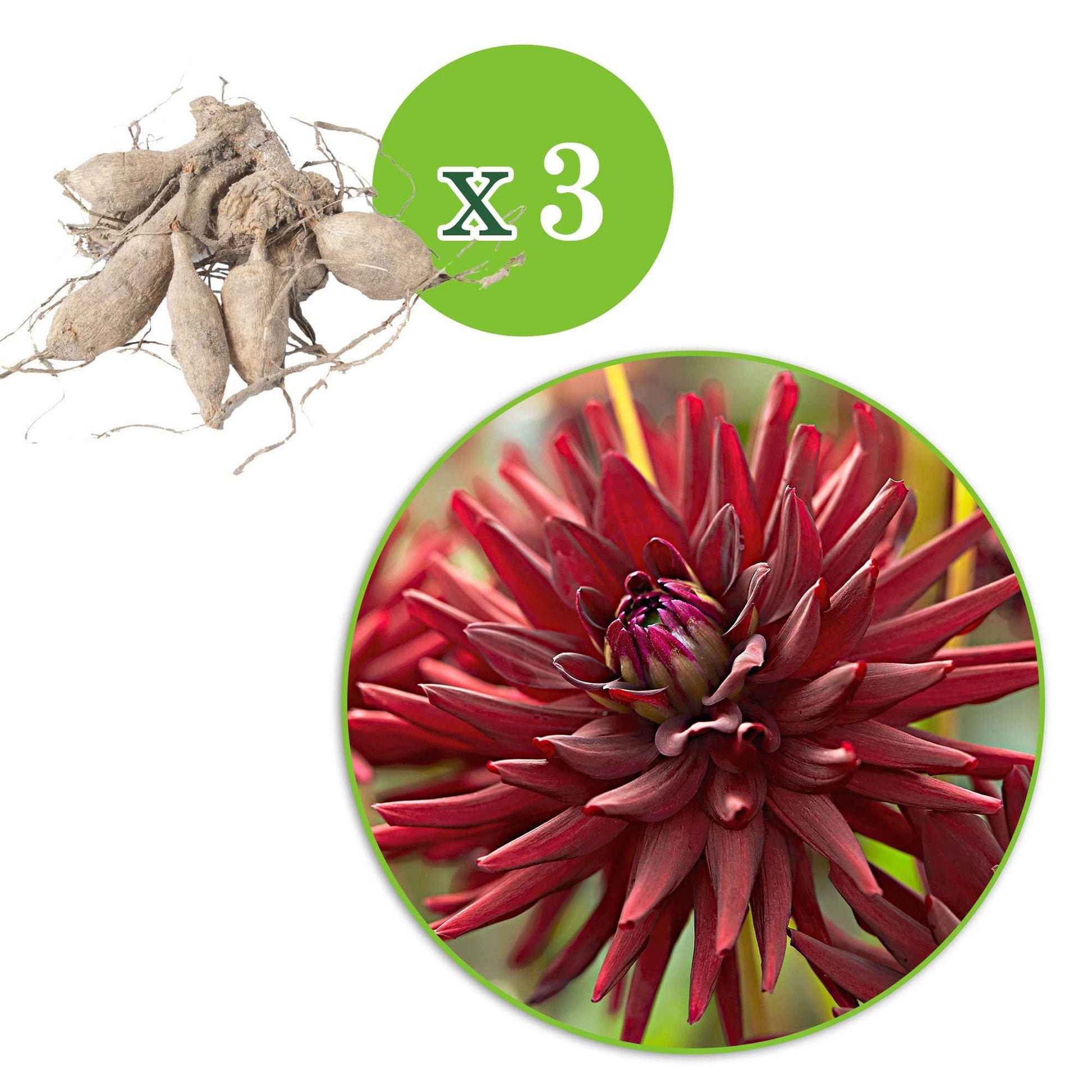 Dahlie 'Tamburo' (x3) - Dahlia tamburo - Dahlien