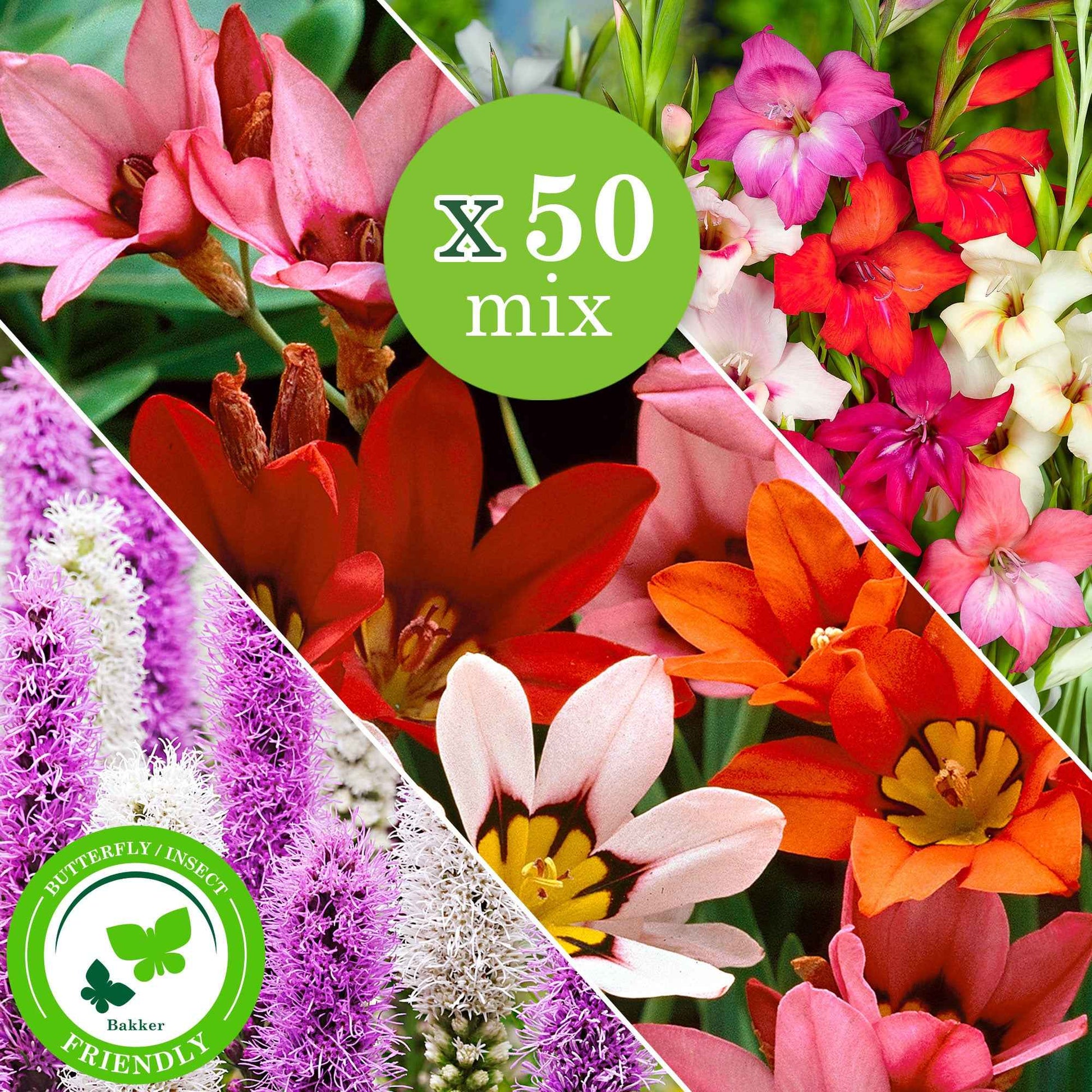 Blumenzwiebel Mischung 'For Bees & Butterflies' (x50) - Gladiolus nanus, sparaxis, liatris spicata - Raritäten