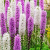 Prachtscharte 'Alba' (x12) - Liatris spicata - Blumenzwiebeln