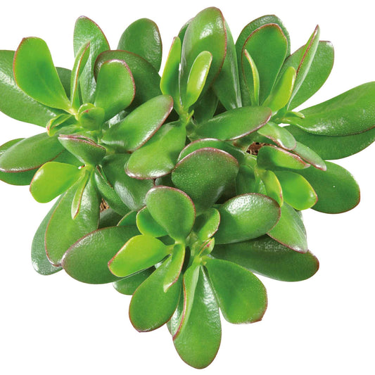 Geldbaum - Crassula ovata argentea - Zimmerpflanzen