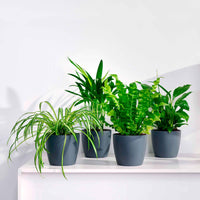 Luftreinigende Pflanzen Mischung inkl. Ziertöpfe, grau (x4) - Luchtz. plant 4 st - Zimmerpflanzen