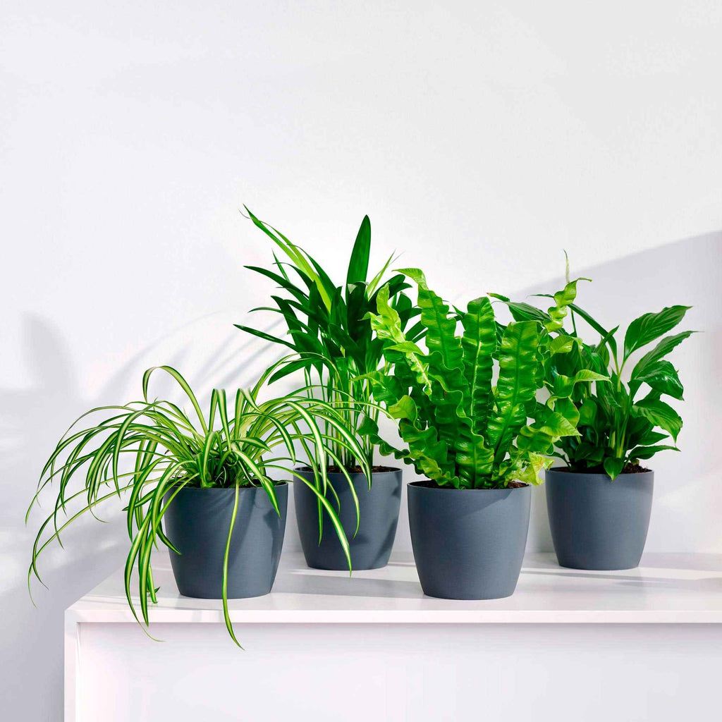 dragon variegata Philodendron 