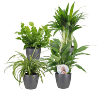 Luftreinigende Pflanzen Mischung inkl. Ziertöpfe, grau (x4) - Luchtz. plant 4 st - Nach Sorten