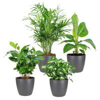 Tropische Pflanzen Mischung inkl. Ziertöpfe, grau (x4) - Chamaedorea, Syngonium, Musa, Coffea 'Fresh' - Pflanzen mit Topf