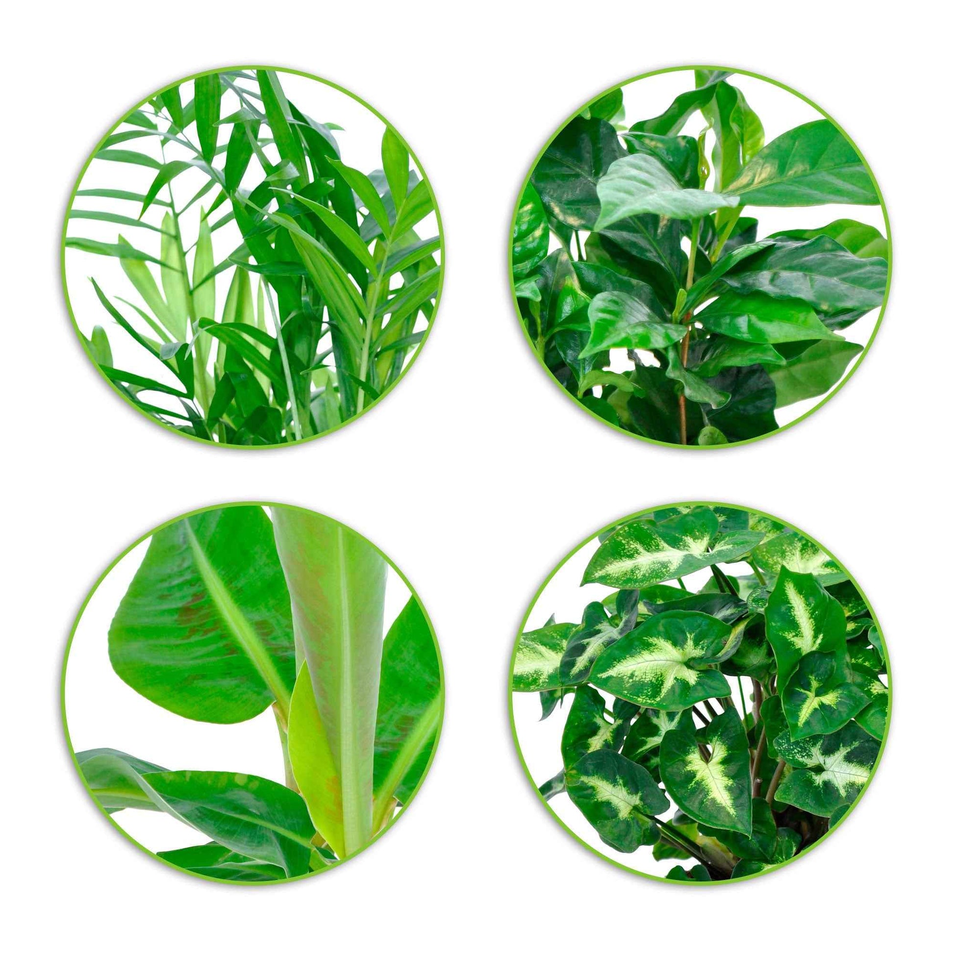 Tropische Pflanzen Mischung inkl. Ziertöpfe, grau (x4) - Chamaedorea, Syngonium, Musa, Coffea 'Fresh' - Zimmerpflanzen mit Ziertopf