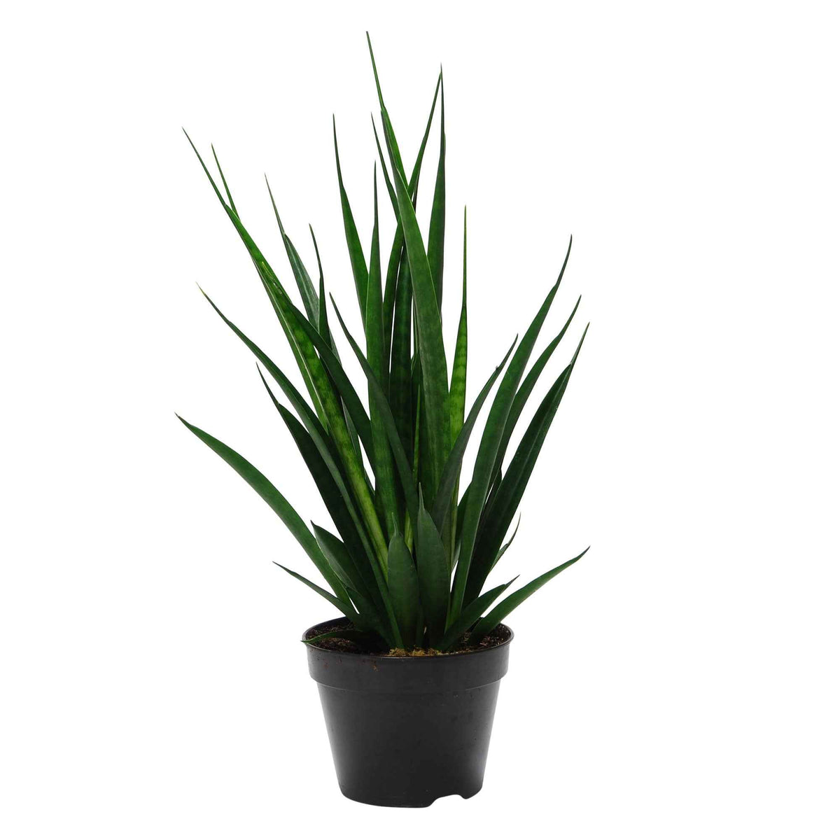 Bogenhanf 'Friends' - Sansevieria Kirkii Friends - Bakker
