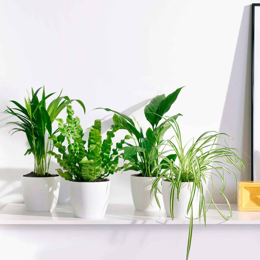 Luftreinigende Pflanzen Mischung inkl. Ziertöpfe, weiß (x4) - Dypsis, Chlorophytum, Asplenium, Spathiphyllum - Zimmerpflanzen