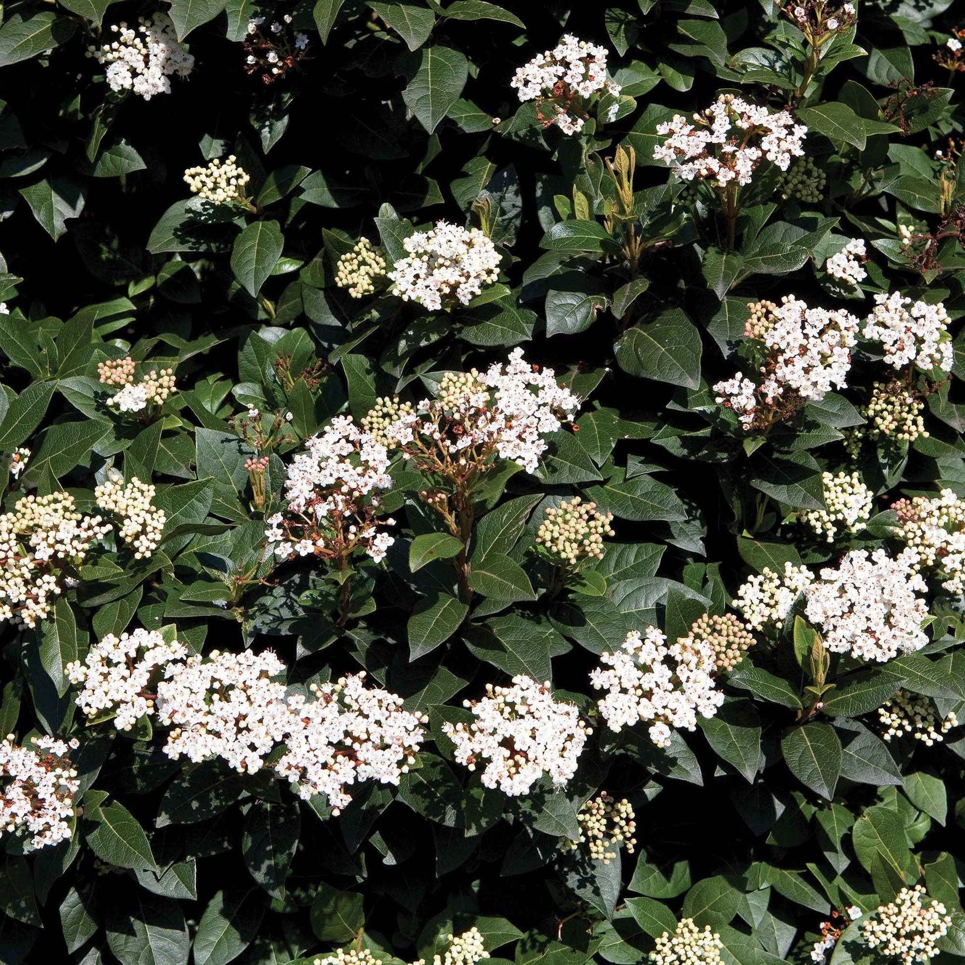 Lorbeer-Schneeball - Viburnum tinus - Gartenpflanzen