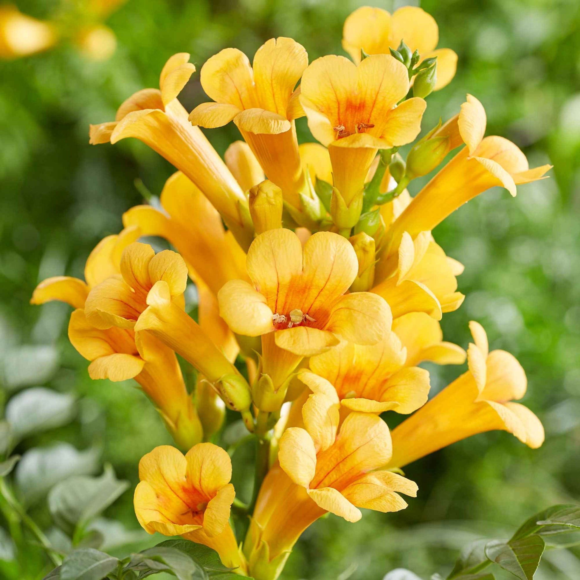 Trompetenblume 'Gold Trumpet' - Campsis radicans yellow trumpet - Gartenpflanzen