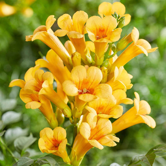 Trompetenblume 'Gold Trumpet' - Campsis radicans yellow trumpet - Gartenpflanzen