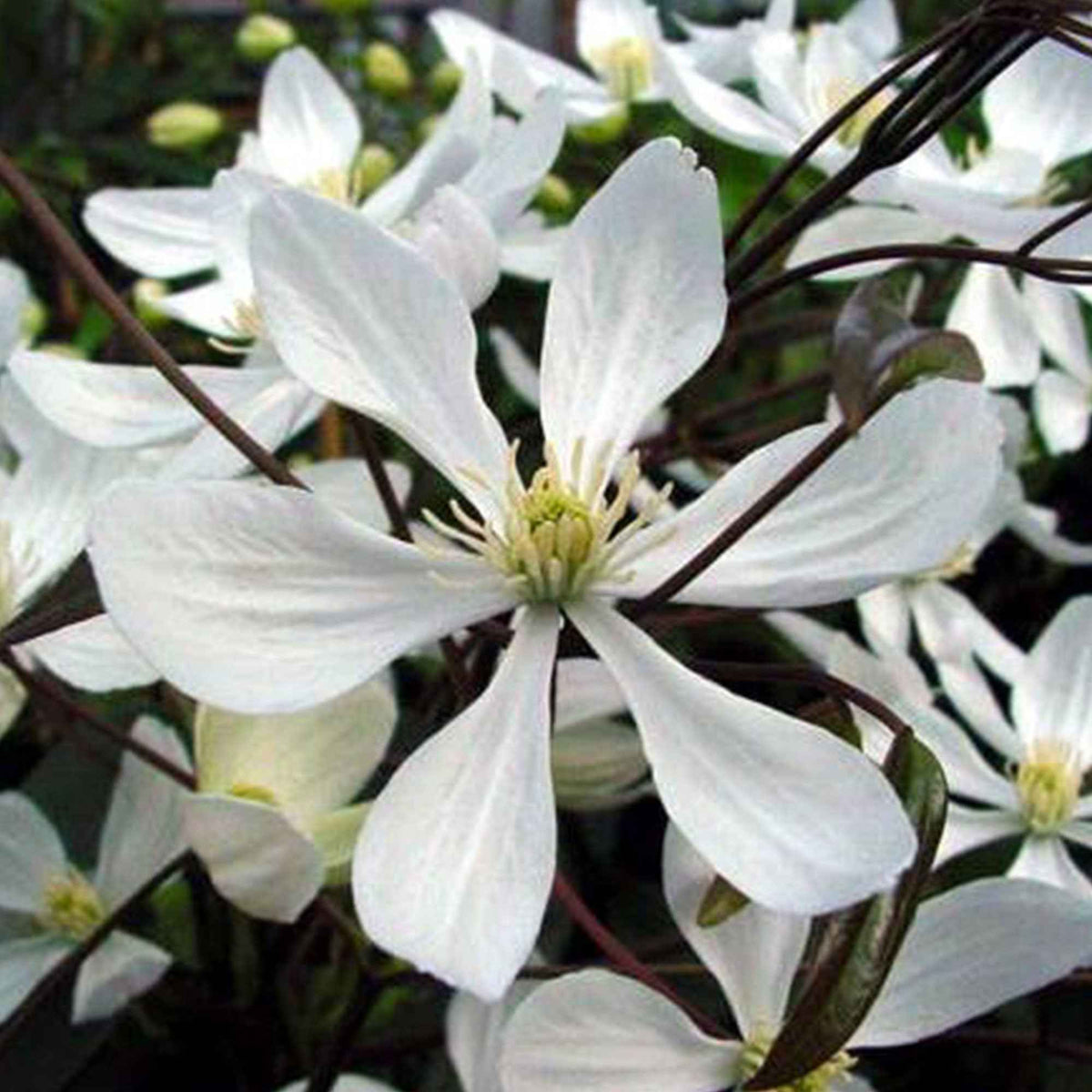 Immergrüne Waldrebe - Clematis armandii - Bakker