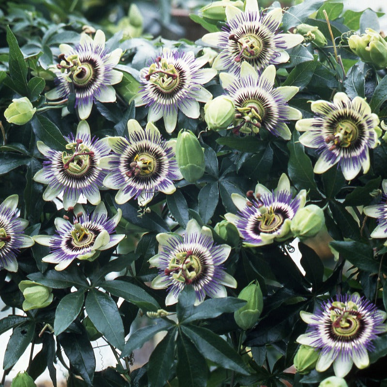 Passiflora caerulea - Passionsblume - Passionsblume