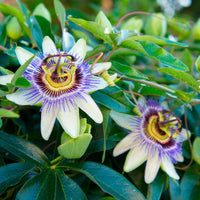 Passionsblume - Passiflora caerulea - Gartenpflanzen