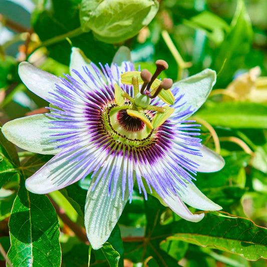 Passionsblume - Bakker