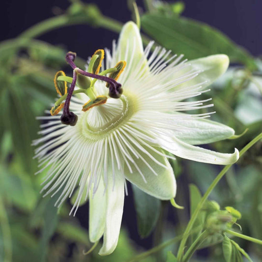 Passionsblume 'Constance Elliot' - Passiflora caerulea constance elliot - Gartenpflanzen