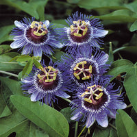Passionsblume 'Purple Rain' - Passiflora purple rain - Gartenpflanzen