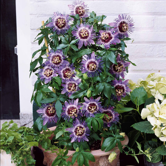 Passionsblume 'Purple Rain' - Passiflora purple rain - Gartenpflanzen