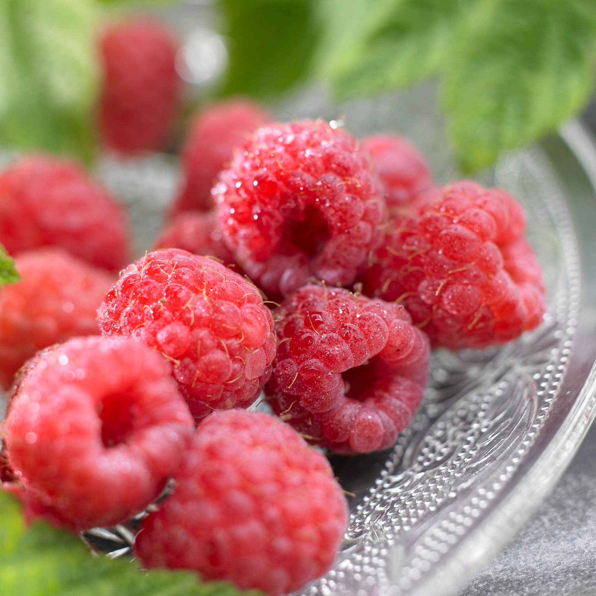 Himbeere 'Malling Promise' - Bakker